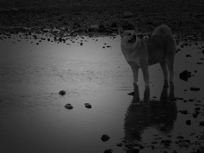 Hund am Rhein