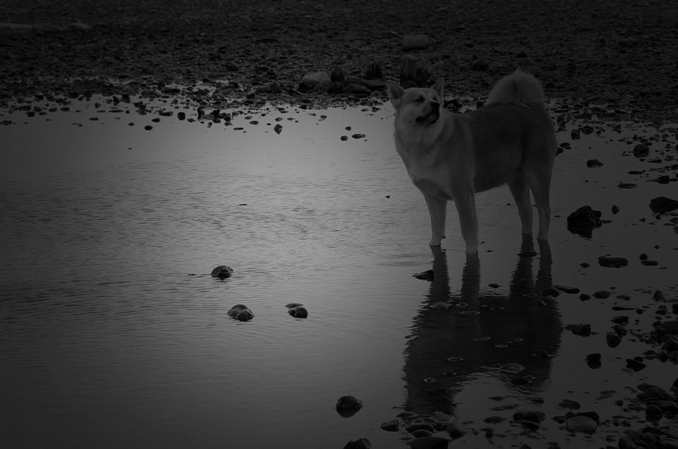 Hund am Rhein