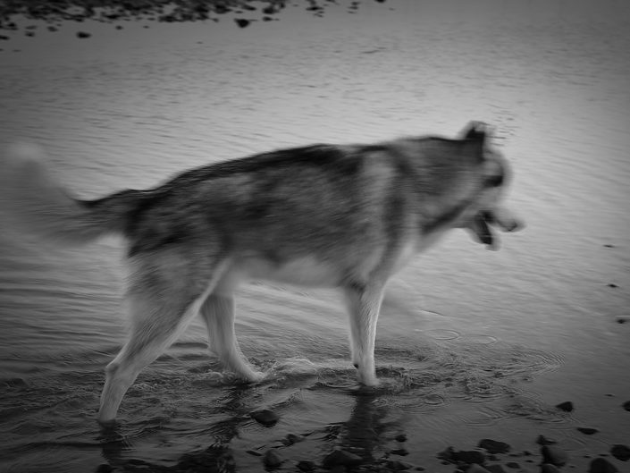 Husky am Rhein