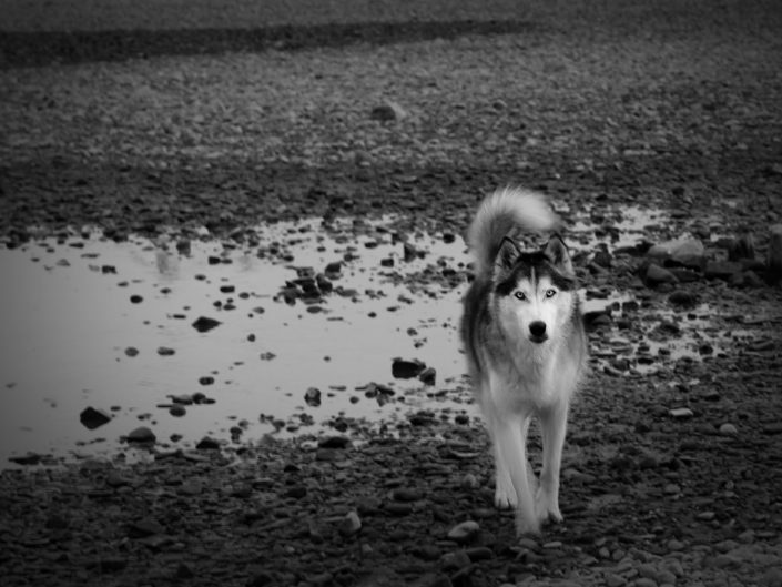 Husky am Rhein