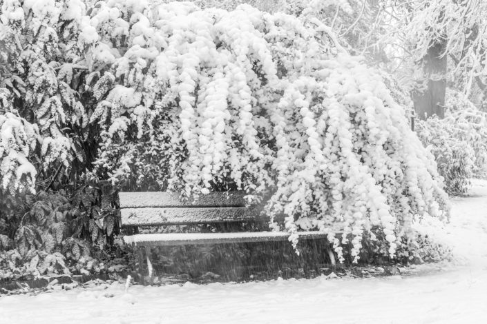 Schnee im Botanischen Garten Köln