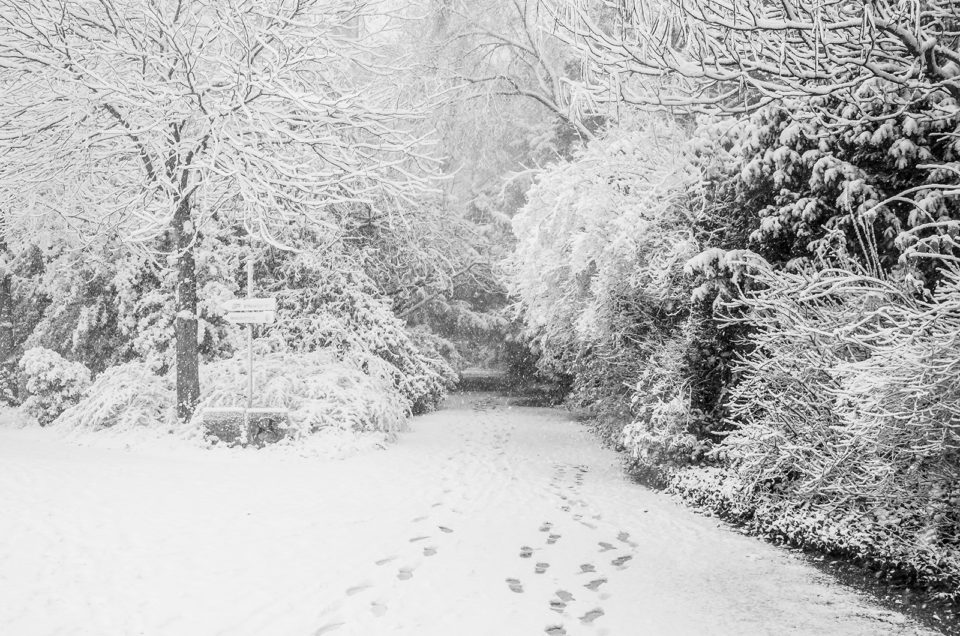 Winterfoto in der Kölner Flora