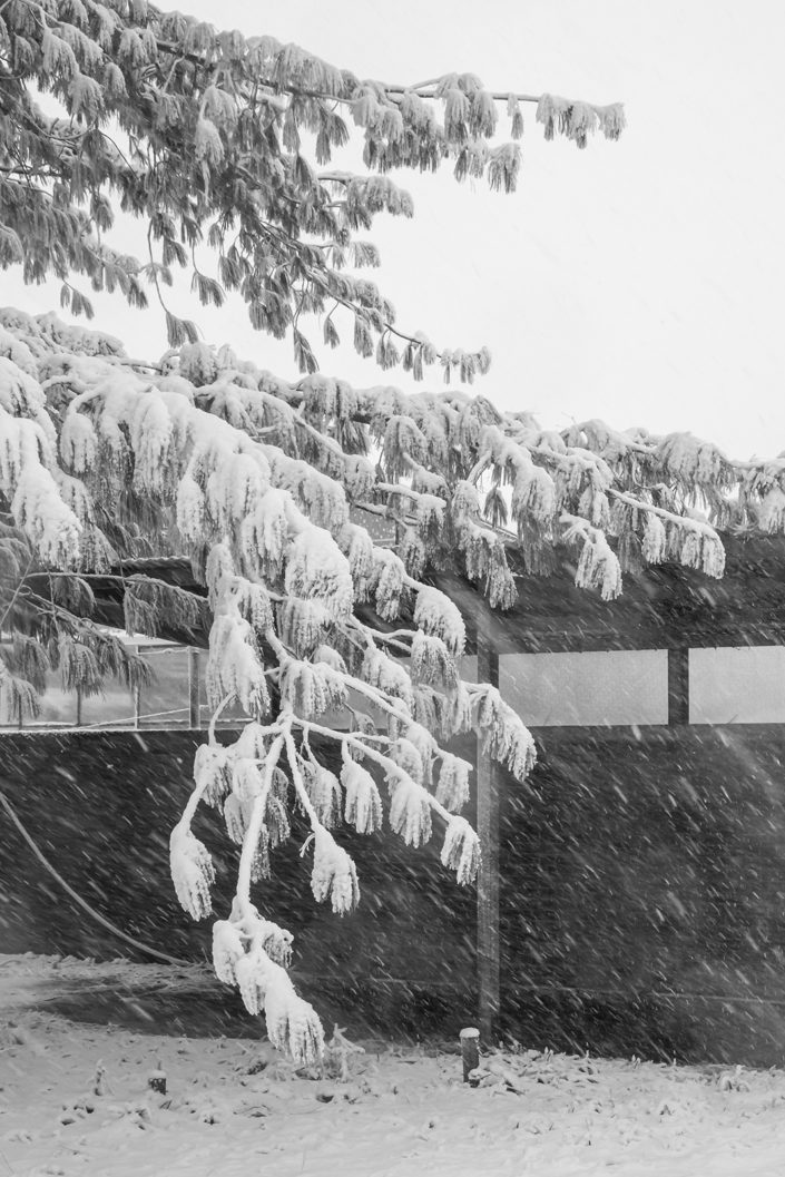 Winter im Botanischen Garten Köln