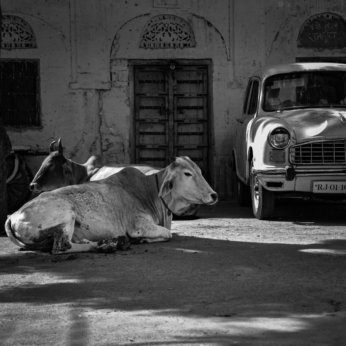 Indien, Rajastjan, Pushkar, Hinterhof mit Kühen und Oldtimer, Hindustan Ambassador