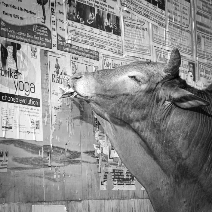 Indien, Uttarakhand, Rishikesh, Plakatwand mit Yogaplakaten und Kuh