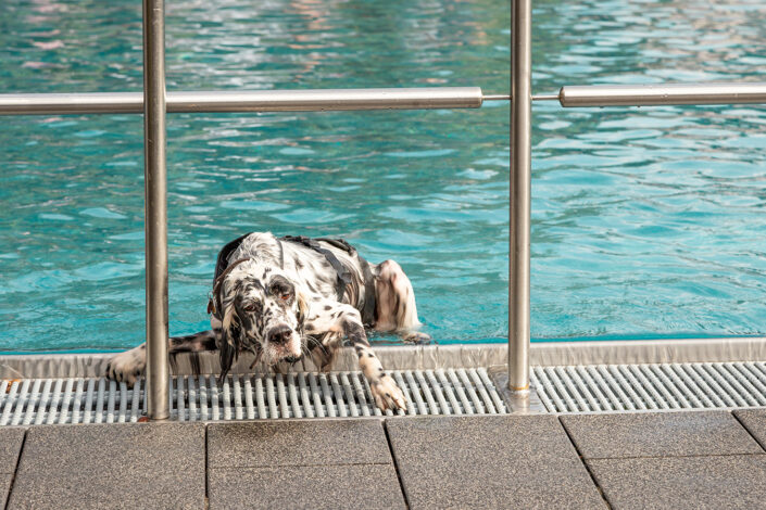 Hund im Stadionfreibad Köln