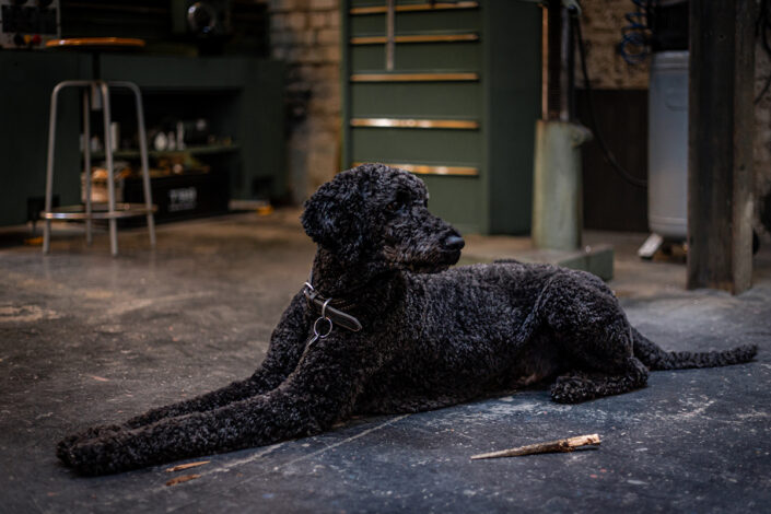 Tierfotografie