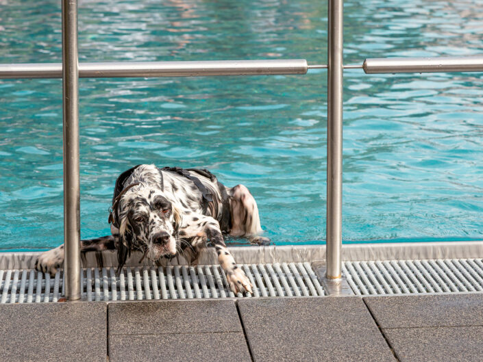Freie Fotografie: Hund klettert aus einem Swimmingpool