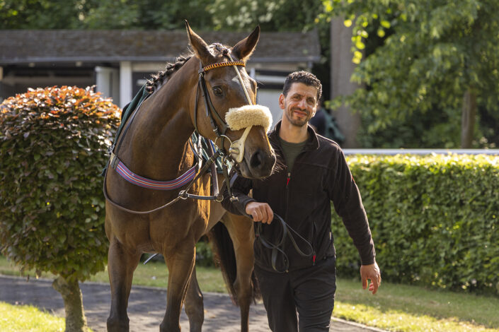 Pferd wird im Führring der Galopprennbahn Köln-Weidenpesch geführt